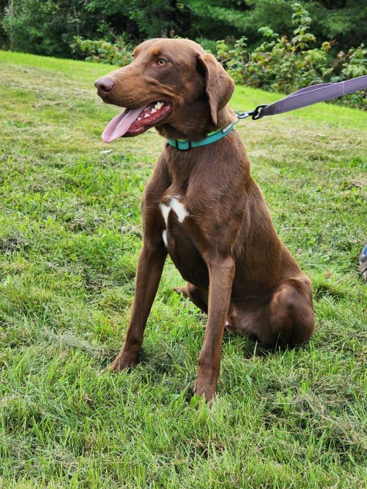 Hal, an adoptable Chocolate Labrador Retriever Mix in Brunswick, ME_image-3