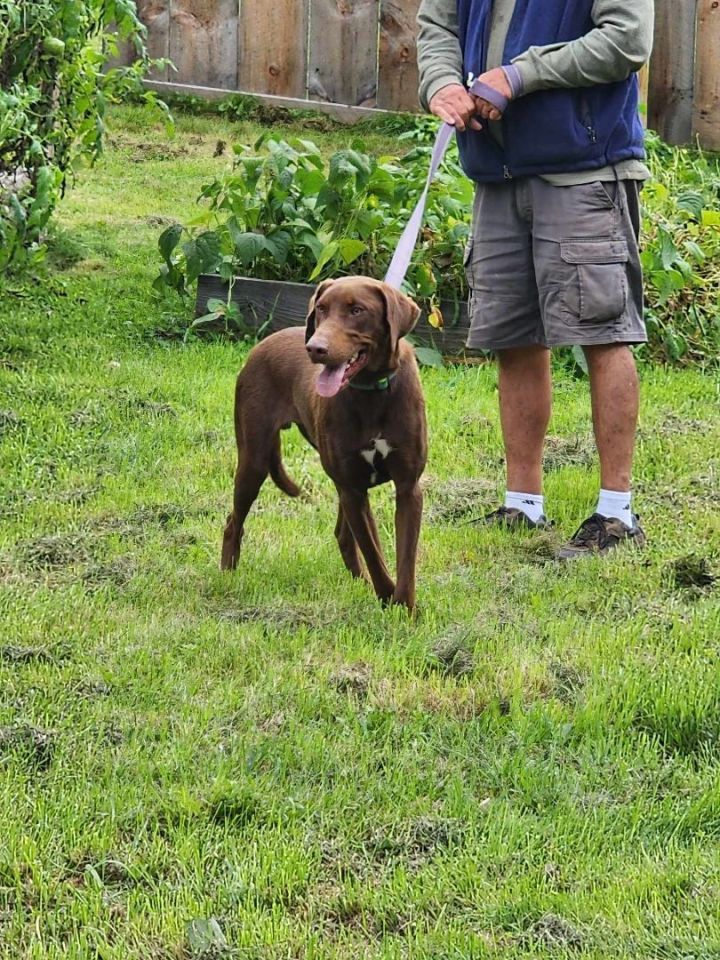 Hal, an adoptable Chocolate Labrador Retriever Mix in Brunswick, ME_image-4