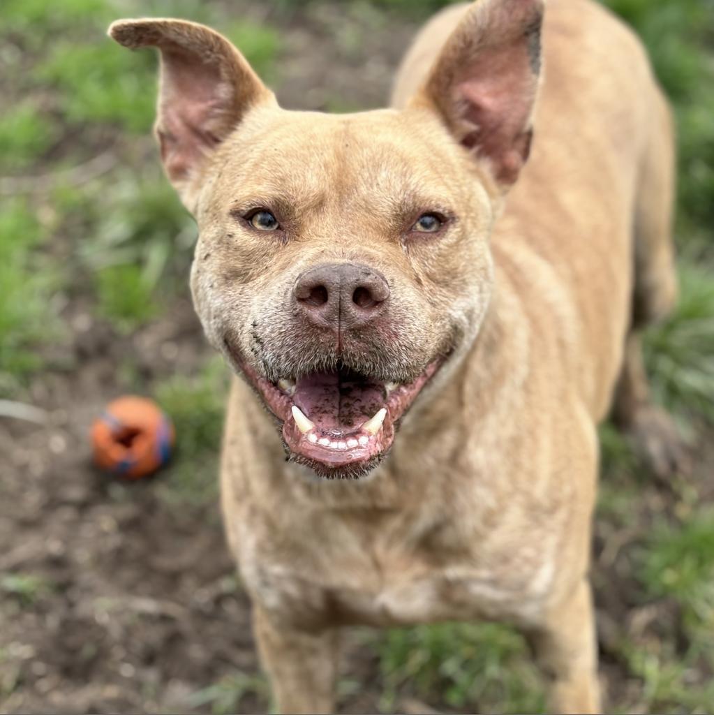 Dominic, an adoptable Mixed Breed in Huntington, WV, 25704 | Photo Image 1