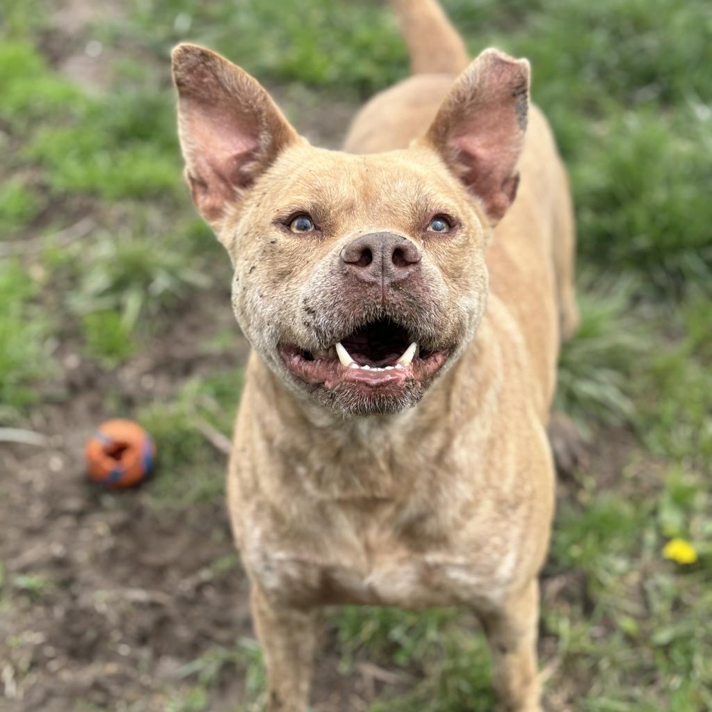 Dominic, an adoptable Mixed Breed in Huntington, WV, 25704 | Photo Image 2