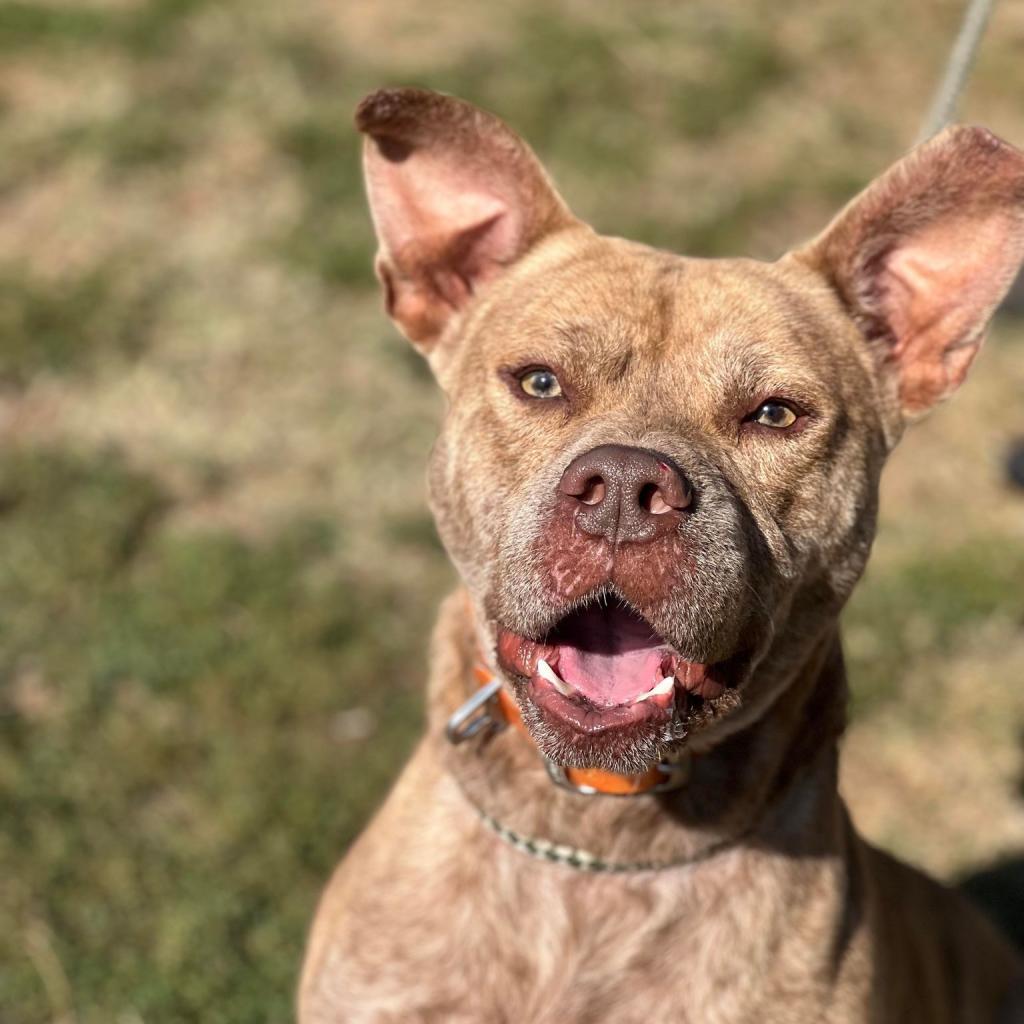 Dominic, an adoptable Mixed Breed in Huntington, WV, 25704 | Photo Image 3