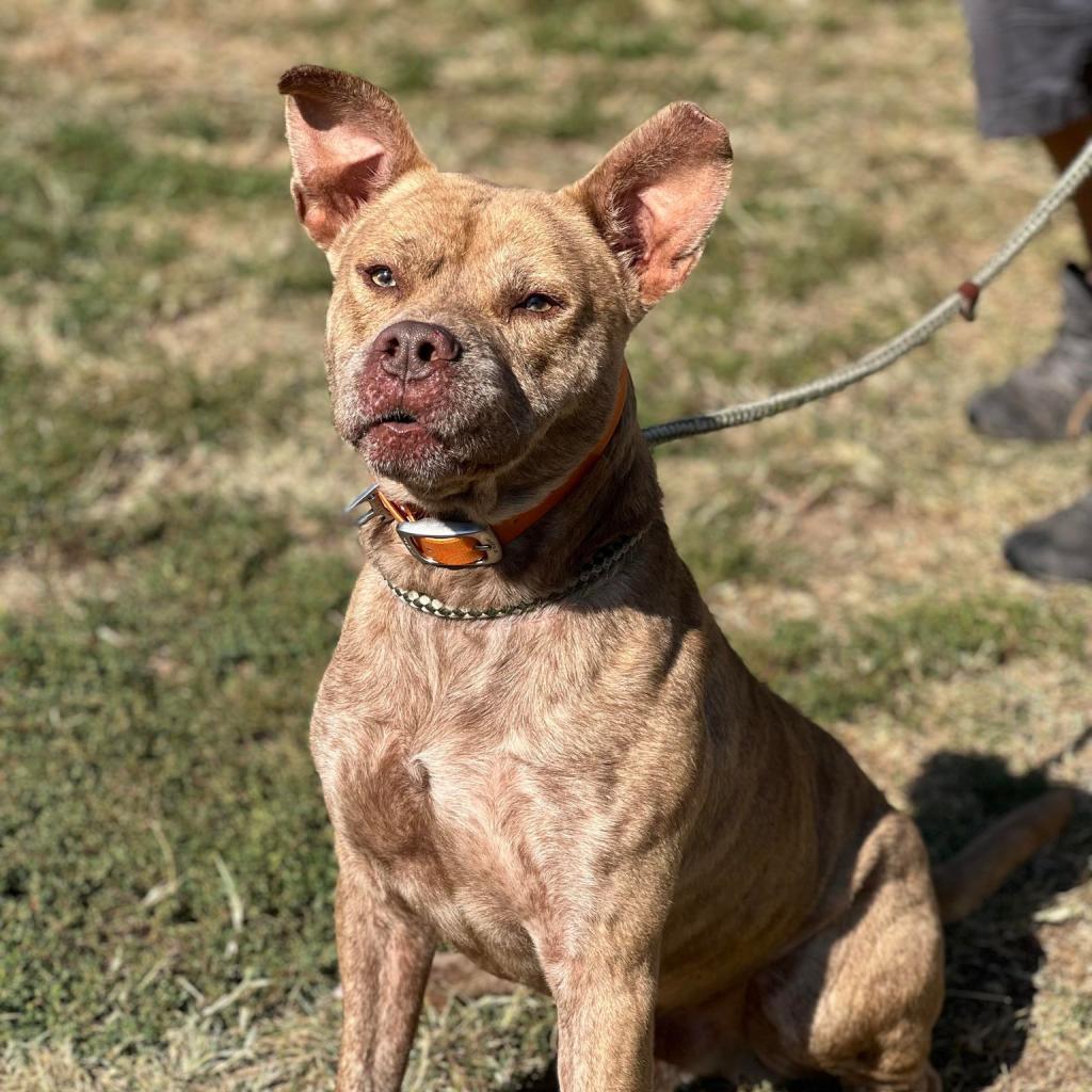 Dominic, an adoptable Mixed Breed in Huntington, WV, 25704 | Photo Image 4