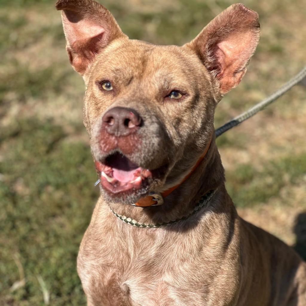 Dominic, an adoptable Mixed Breed in Huntington, WV, 25704 | Photo Image 5