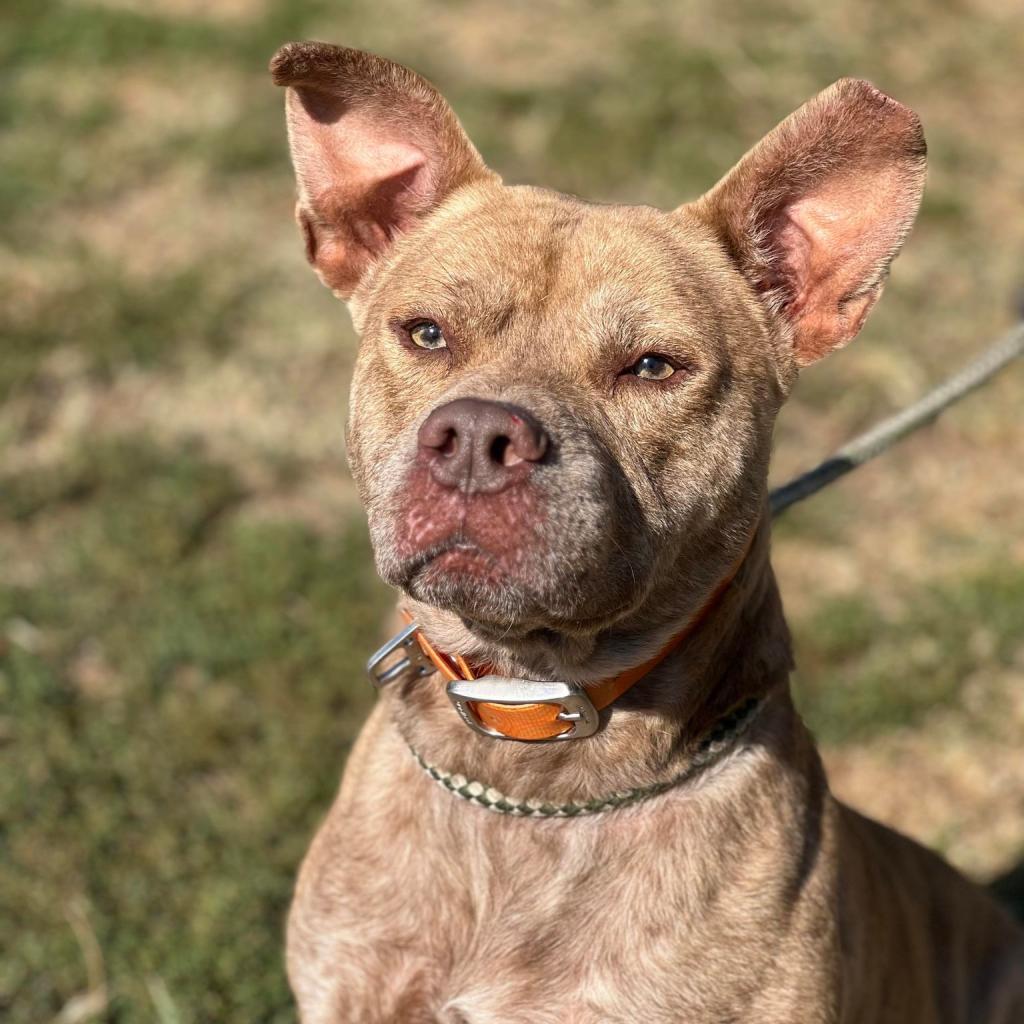 Dominic, an adoptable Mixed Breed in Huntington, WV, 25704 | Photo Image 6