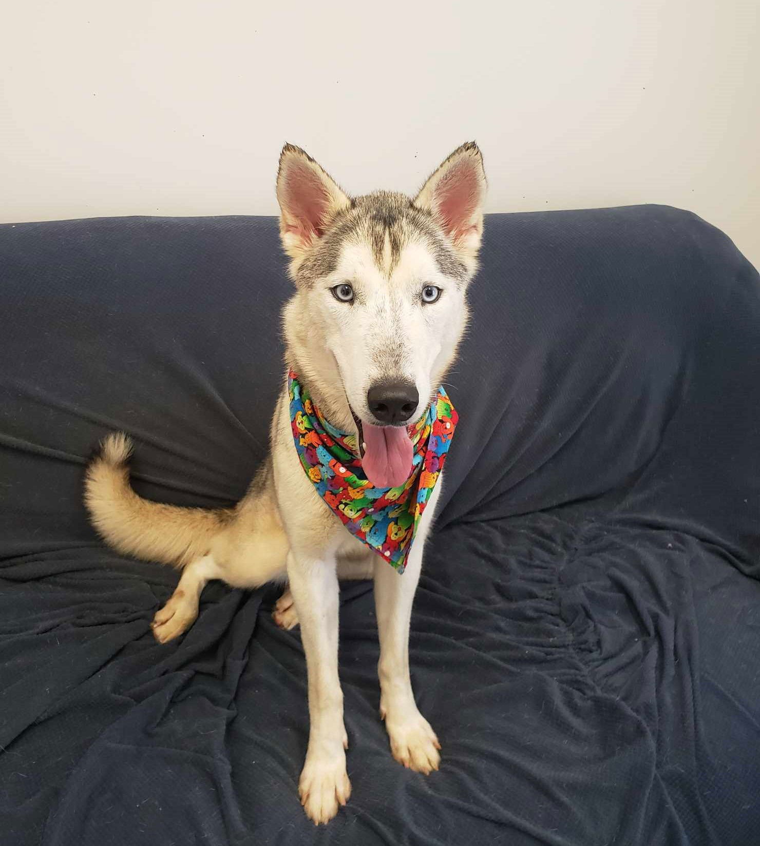 Naomi, an adoptable Husky in Mount Gilead, OH, 43338 | Photo Image 1