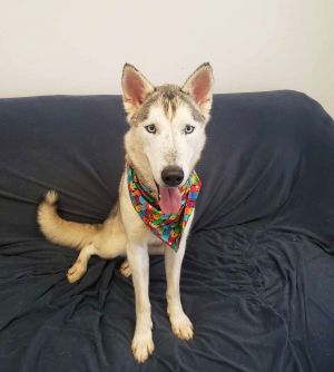 Naomi, Adult Female Husky