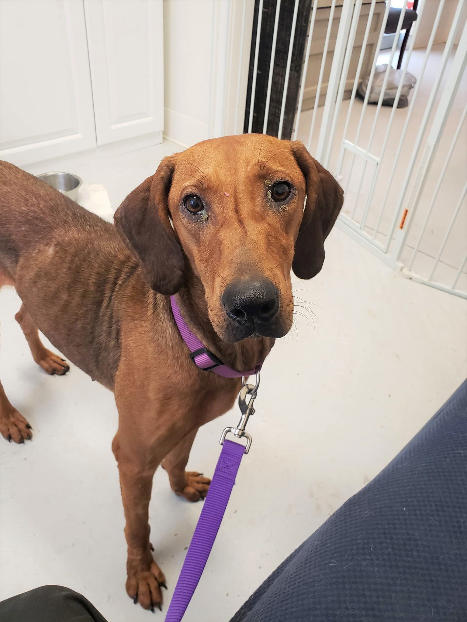 Blondie *Prison Program, an adoptable Coonhound in Mount Gilead, OH, 43338 | Photo Image 1