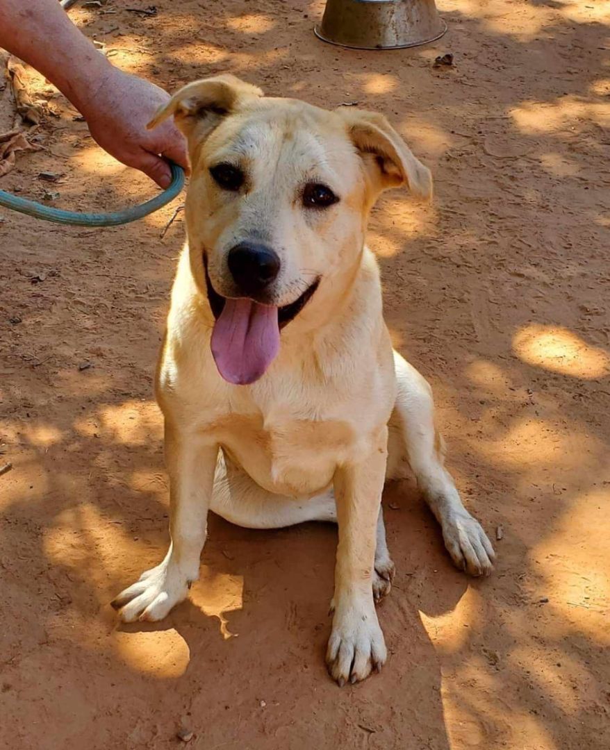 Dog for adoption Tallulah, a Labrador Retriever Mix in Enfield, CT