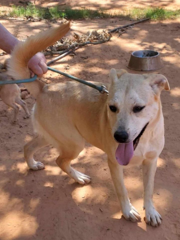 Dog for adoption Tallulah, a Labrador Retriever Mix in Enfield, CT
