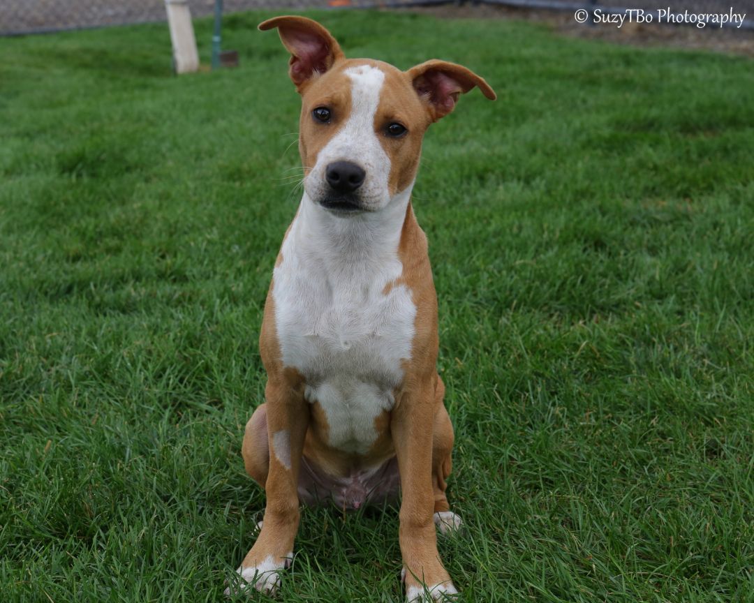 Lalo, an adoptable American Bulldog, Bull Terrier in Montrose, CO, 81401 | Photo Image 4