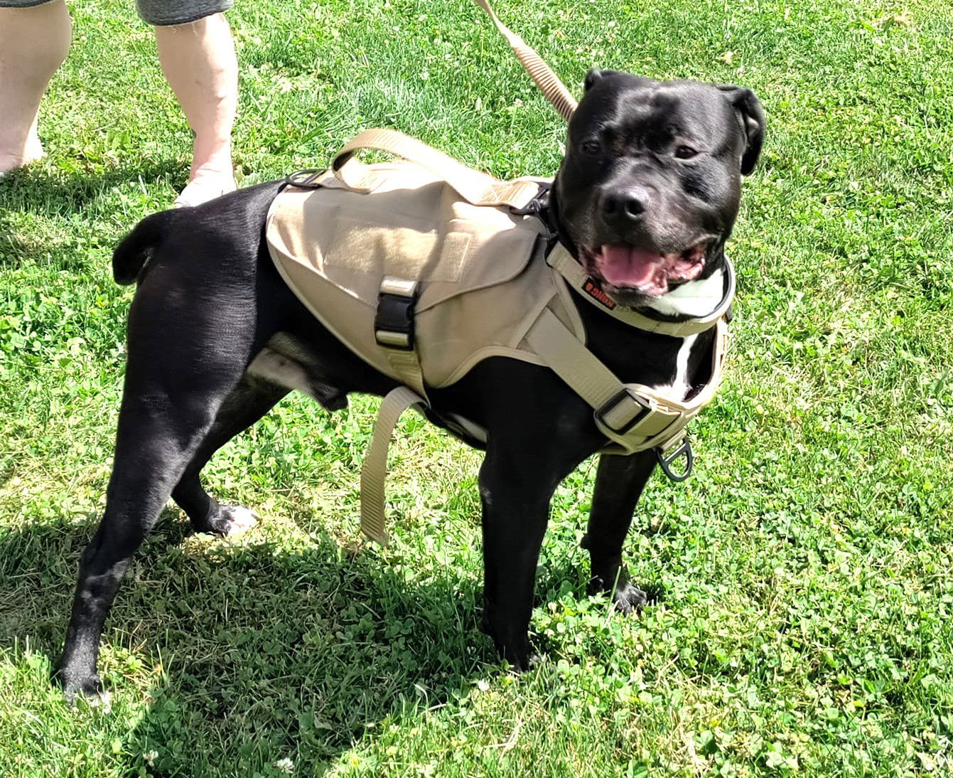 Gomez, an adoptable American Staffordshire Terrier in Mount Gilead, OH, 43338 | Photo Image 2