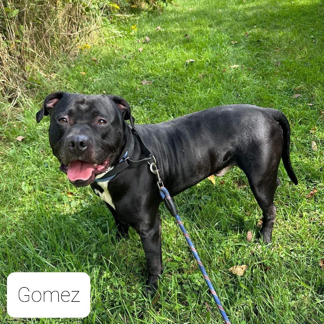 Gomez, an adoptable American Staffordshire Terrier in Mount Gilead, OH, 43338 | Photo Image 1