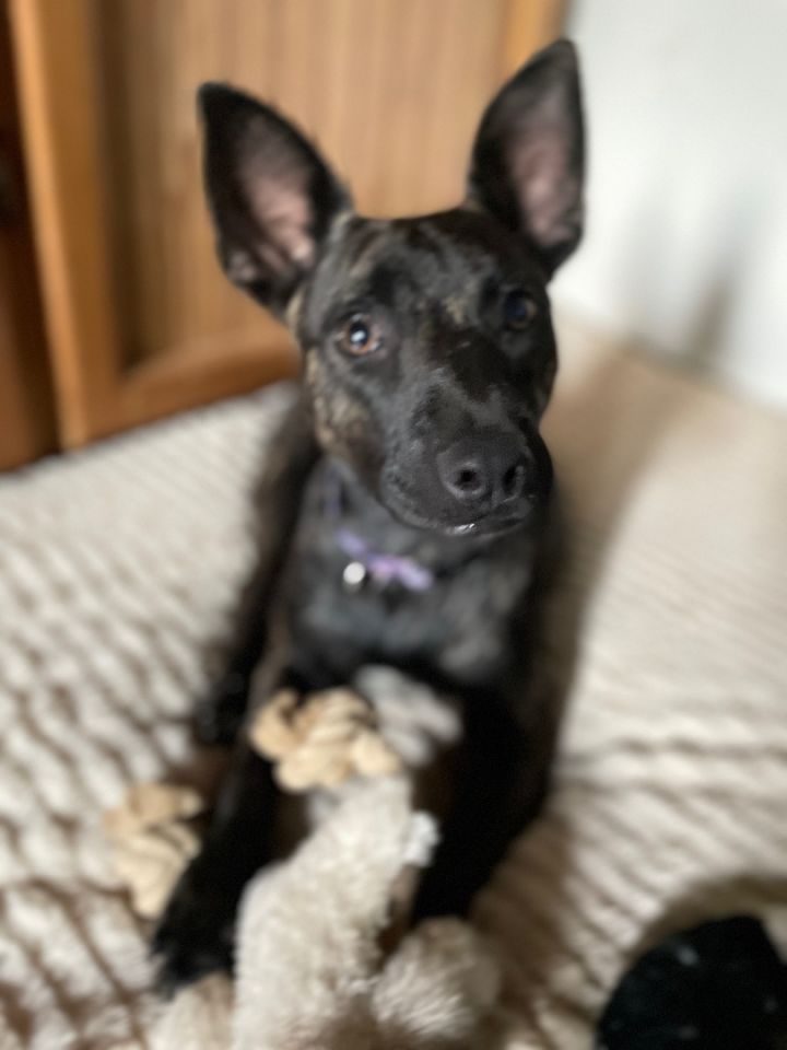 Dutch shepherd and clearance belgian malinois mix