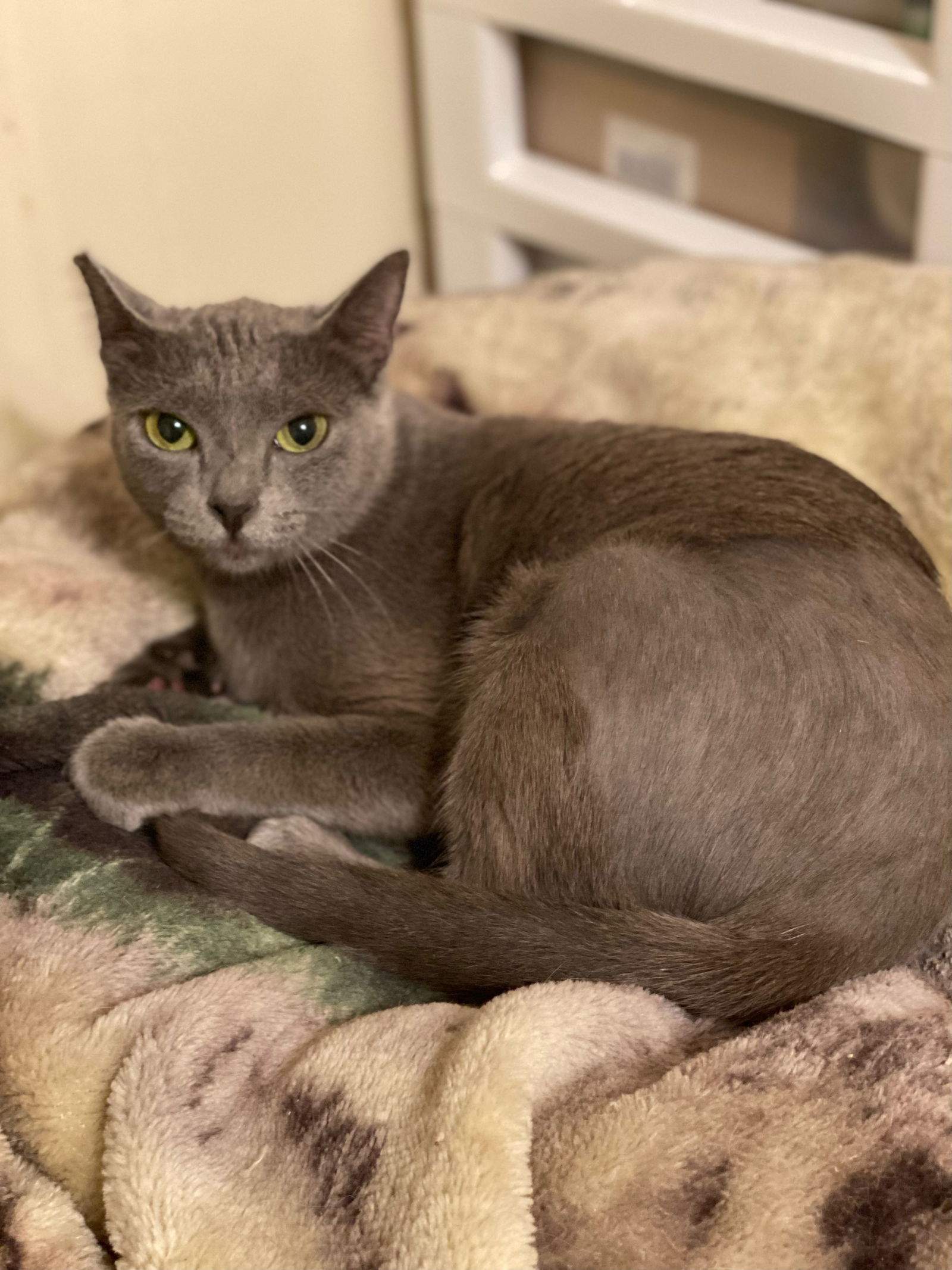 Keri, an adoptable Russian Blue in Hammond, LA, 70403 | Photo Image 1