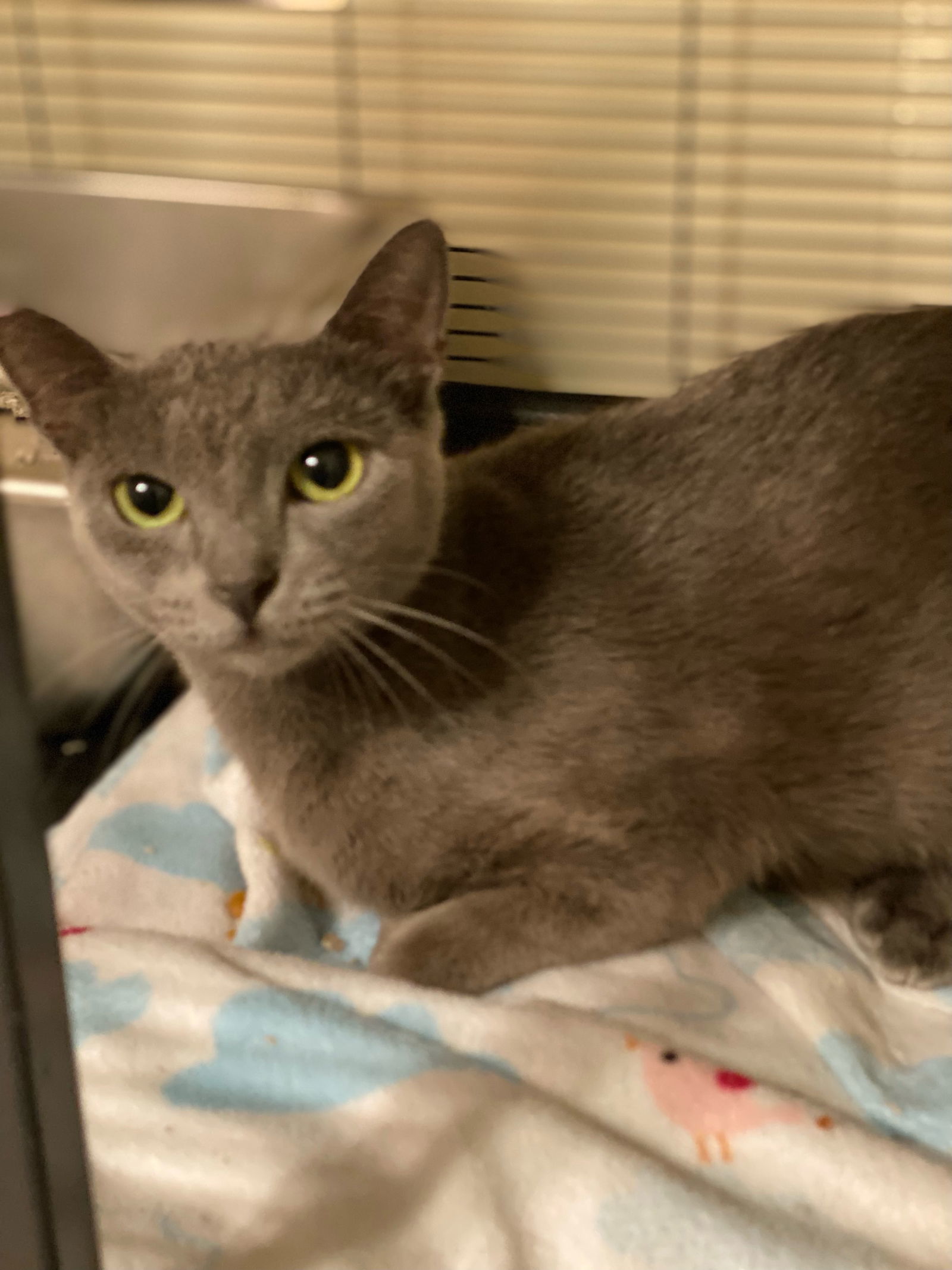 Keri, an adoptable Russian Blue in Hammond, LA, 70403 | Photo Image 2