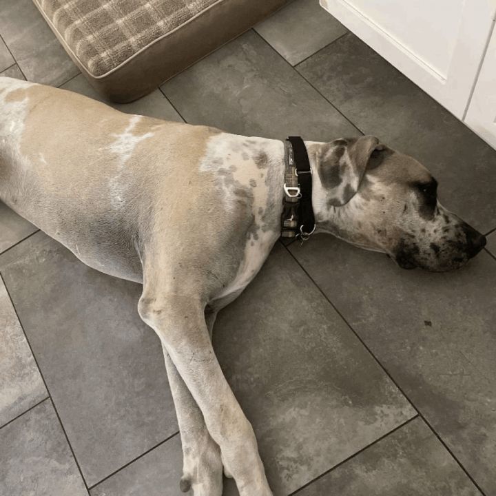 Dog for adoption - Splatter, a Great Dane in Stokesdale, NC