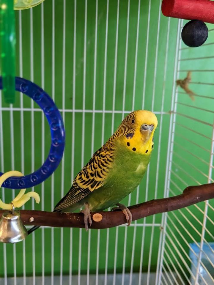 Peep, an adoptable Parakeet (Other) in Bellingham, WA_image-1