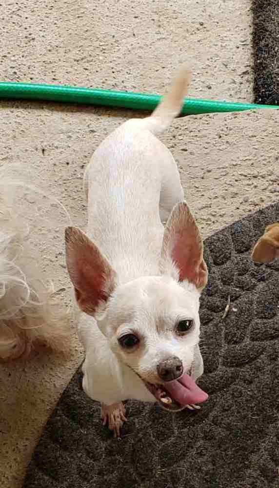 Found best sale male chihuahua