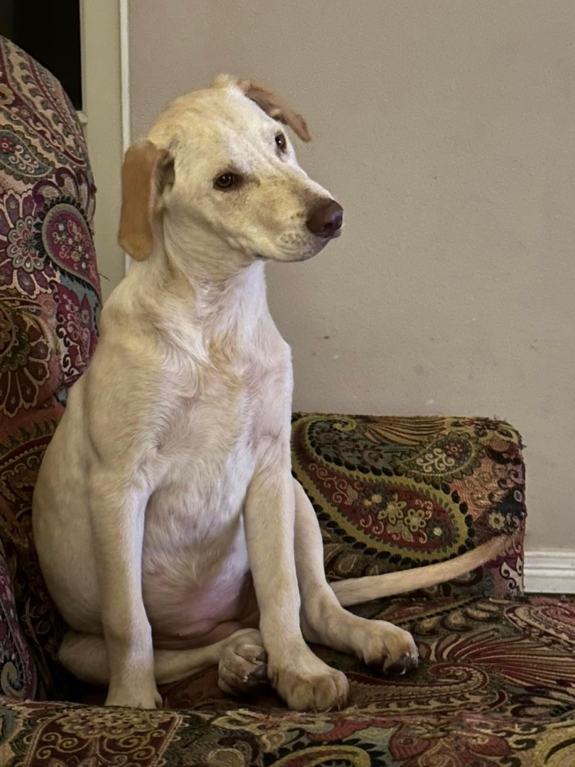 Star, an adoptable Labrador Retriever in Jay, NY, 12941 | Photo Image 1