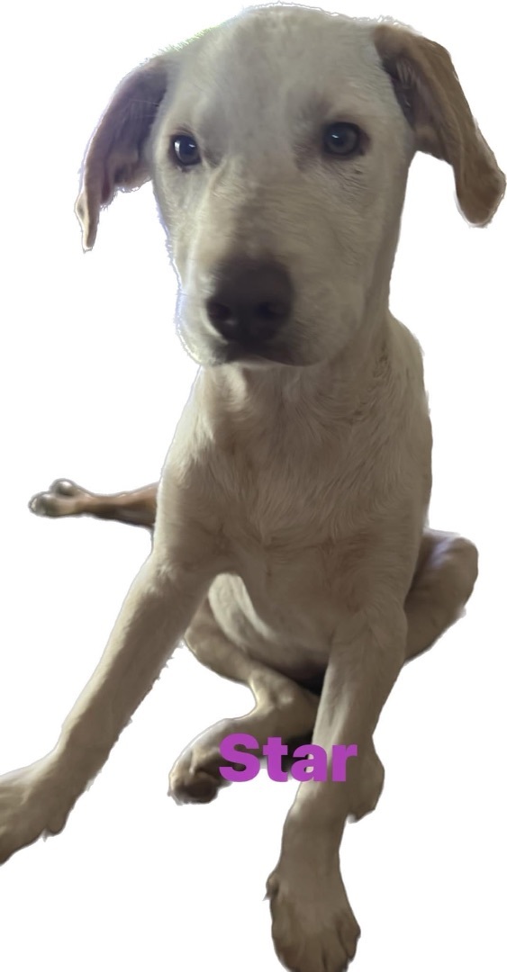 Star, an adoptable Labrador Retriever in Jay, NY, 12941 | Photo Image 4
