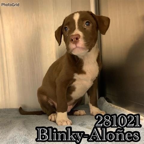 BLINKY-ALOES, an adoptable Mixed Breed in Macon, GA_image-1