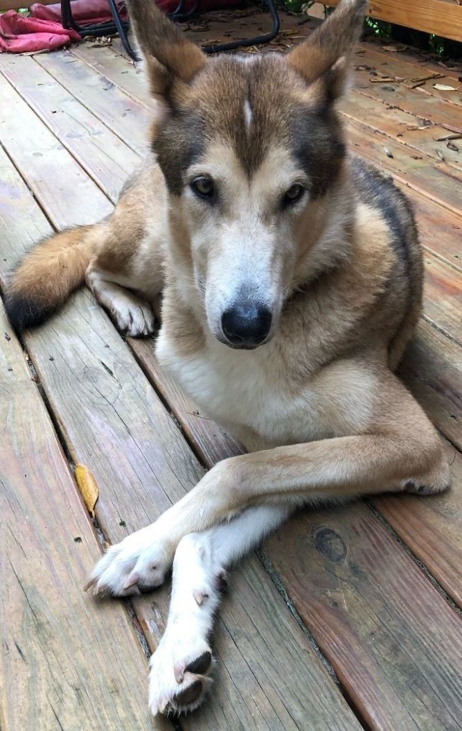 Timber wolf sale husky mix puppies