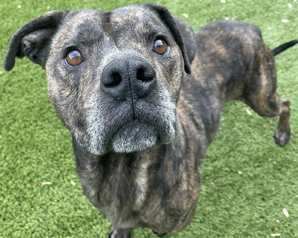 BLAKE, an adoptable American Staffordshire Terrier, Hound in Raleigh, NC, 27603 | Photo Image 1