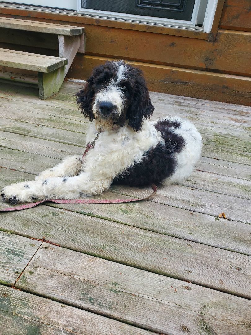 Janie, an adoptable Bernedoodle in Toronto, ON, M4S 0A7 | Photo Image 1