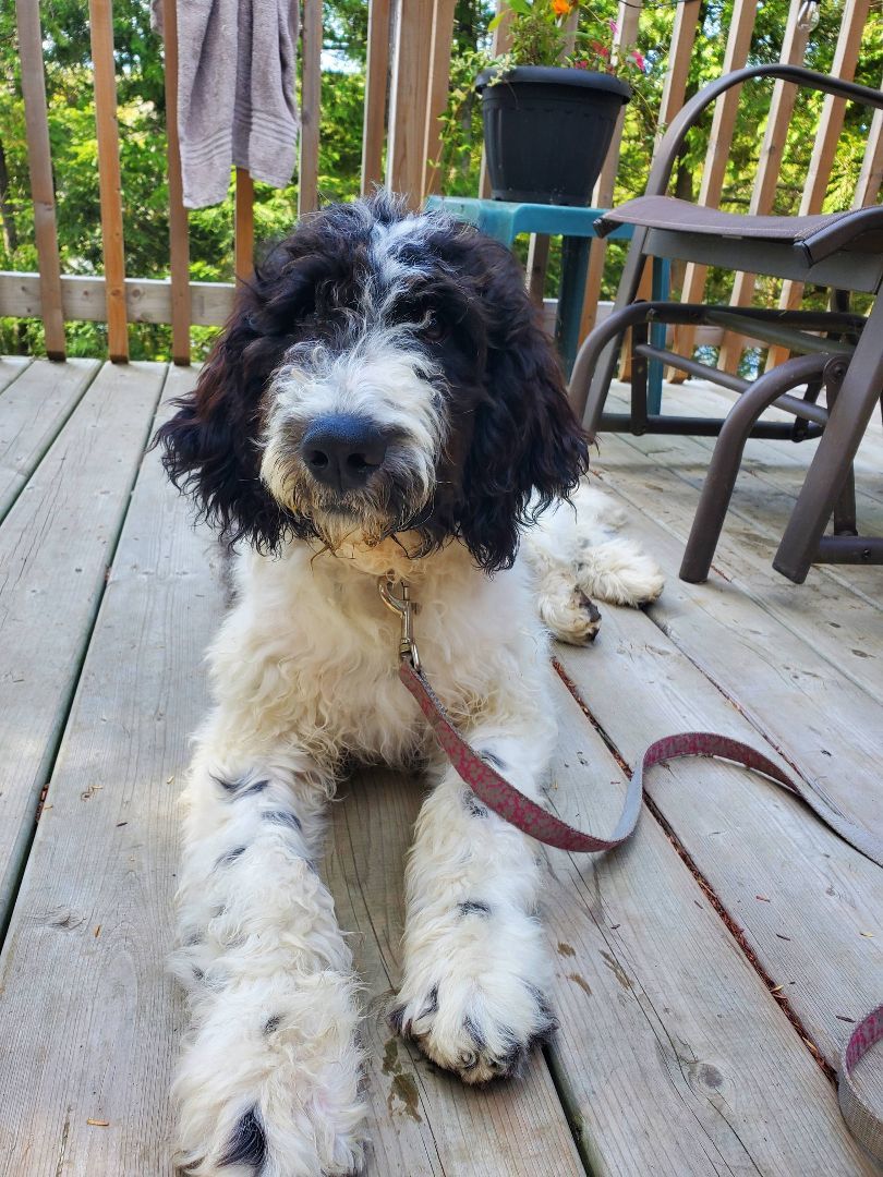 Janie, an adoptable Bernedoodle in Toronto, ON, M4S 0A7 | Photo Image 3