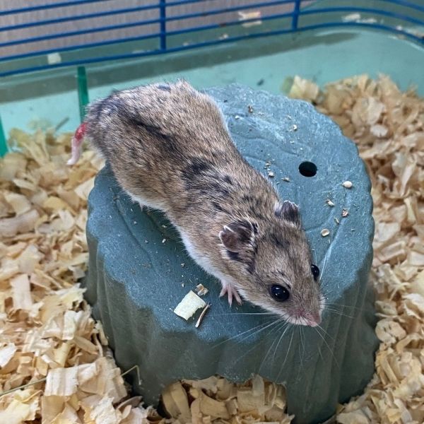 male chinese dwarf hamster
