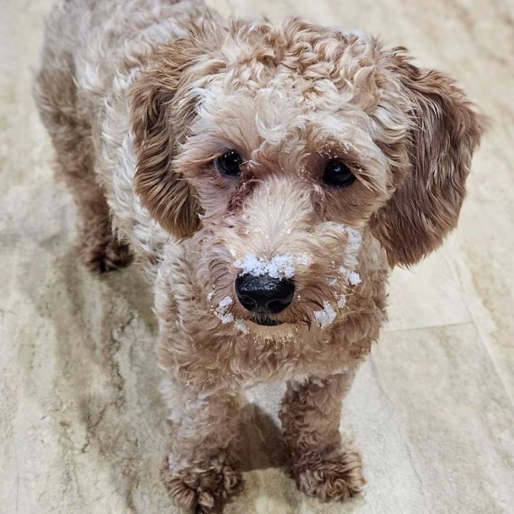 Petfinder cavapoo hot sale