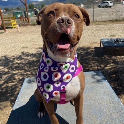 Milo, an adoptable Boxer, Mixed Breed in Taos, NM, 87571 | Photo Image 1