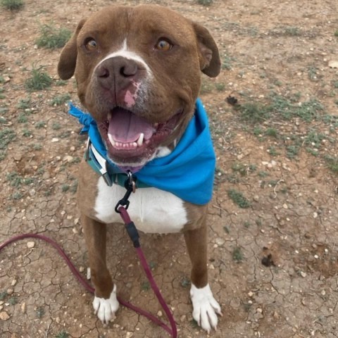 Milo, an adoptable Boxer, Mixed Breed in Taos, NM, 87571 | Photo Image 2