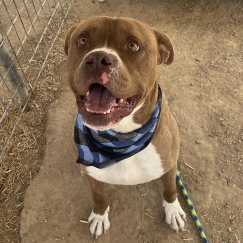 Milo, an adoptable Boxer, Mixed Breed in Taos, NM, 87571 | Photo Image 3