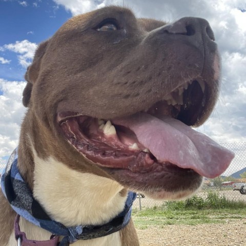 Milo, an adoptable Boxer, Mixed Breed in Taos, NM, 87571 | Photo Image 4
