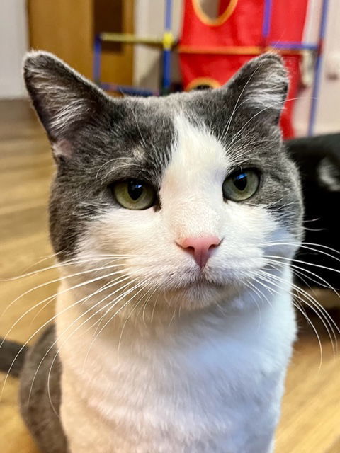 Castiel, an adoptable Domestic Short Hair in Webster, WI, 54893 | Photo Image 3