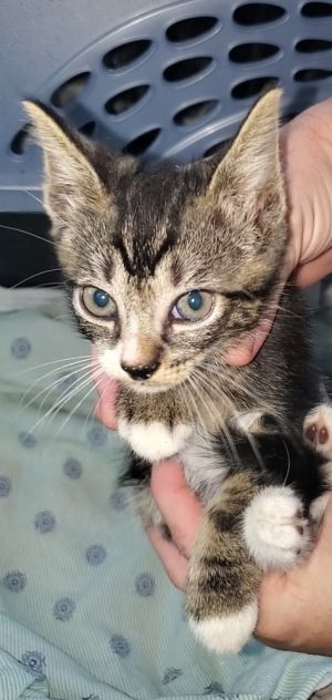 Kosher, Adult Male Domestic Short Hair