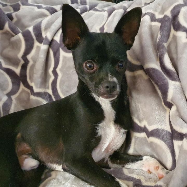 Dougie Fresh, an adoptable Chihuahua Mix in Lubbock, TX_image-1