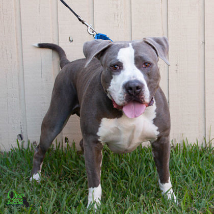 Boss, an adoptable American Bulldog Mix in Savannah, GA_image-2