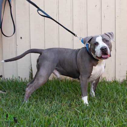 Boss, an adoptable American Bulldog Mix in Savannah, GA_image-3