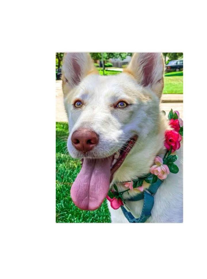 Soren, an adoptable German Shepherd Dog Mix in Largo, MD_image-4