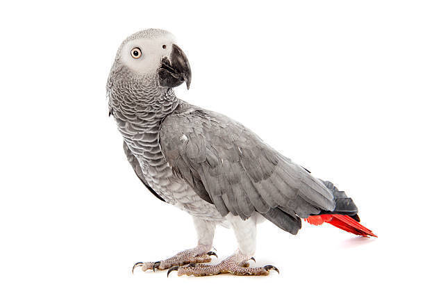African Grey waitlist, an adoptable African Grey in Vadnais Heights, MN_image-1