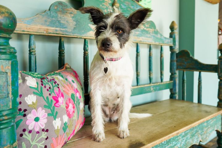 Cowgirl, an adopted Schnauzer in San Antonio, TX_image-1