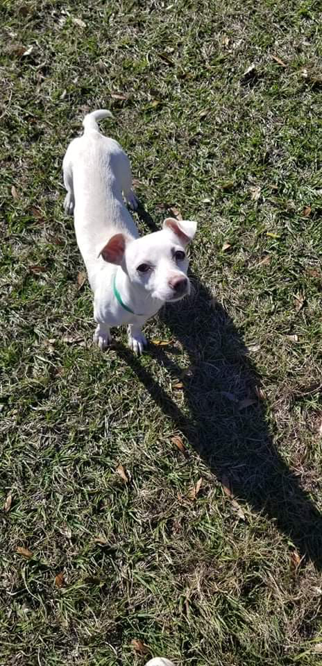 Elsa, an adoptable Chihuahua Mix in Tampa, FL_image-3