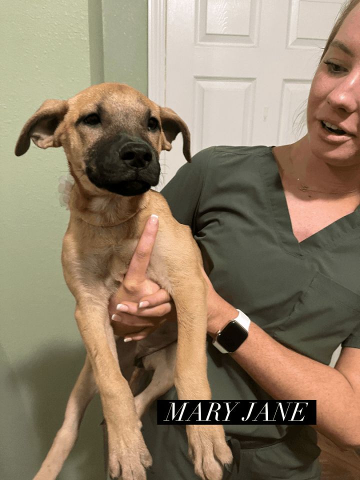 Mary Jane, an adoptable German Shepherd Dog Mix in Seattle, WA_image-3