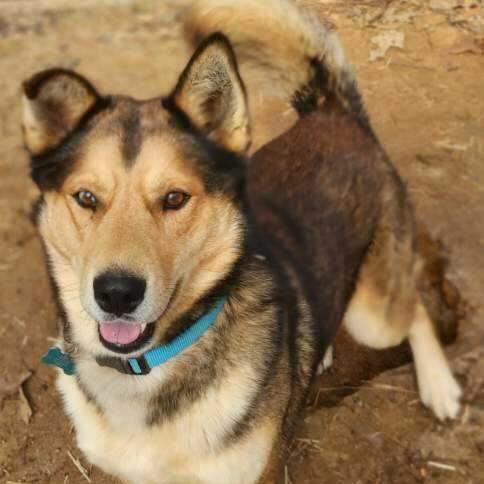 German shepherd and a best sale husky mix