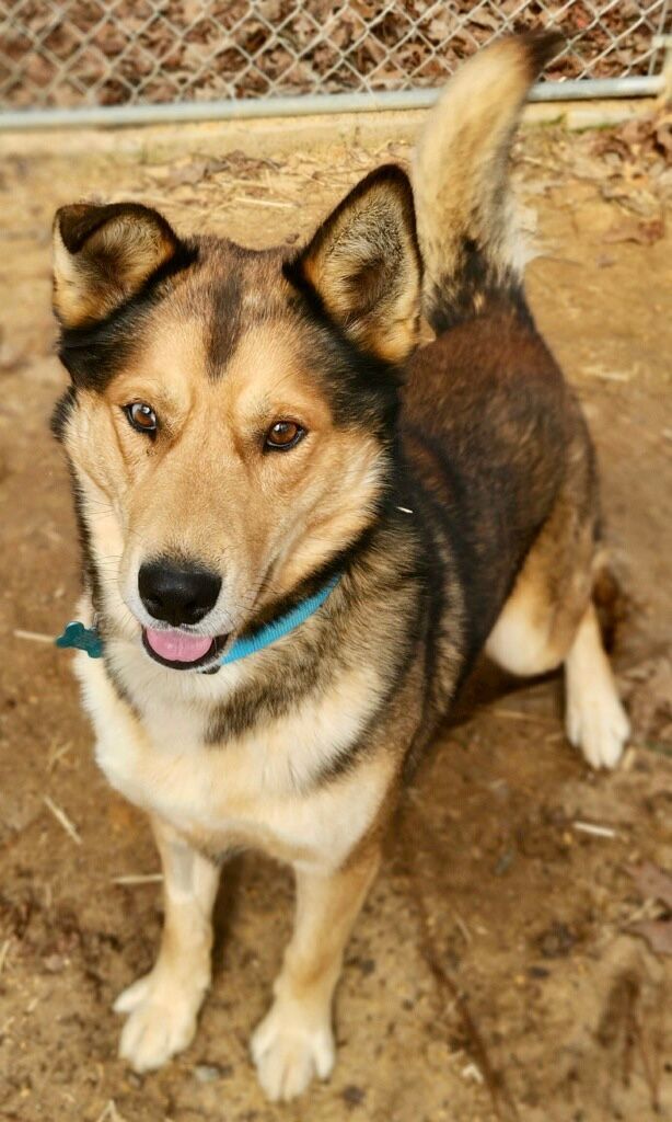 Boomer, an adoptable Husky & German Shepherd Dog Mix in Bethel, CT_image-2