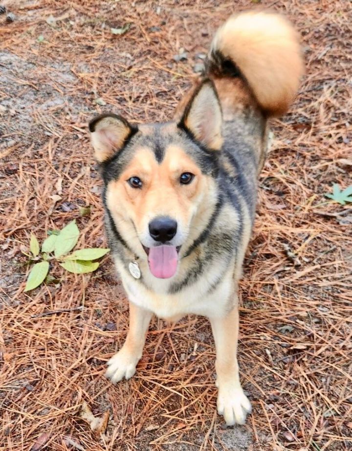 Boomer, an adoptable Husky & German Shepherd Dog Mix in Bethel, CT_image-5