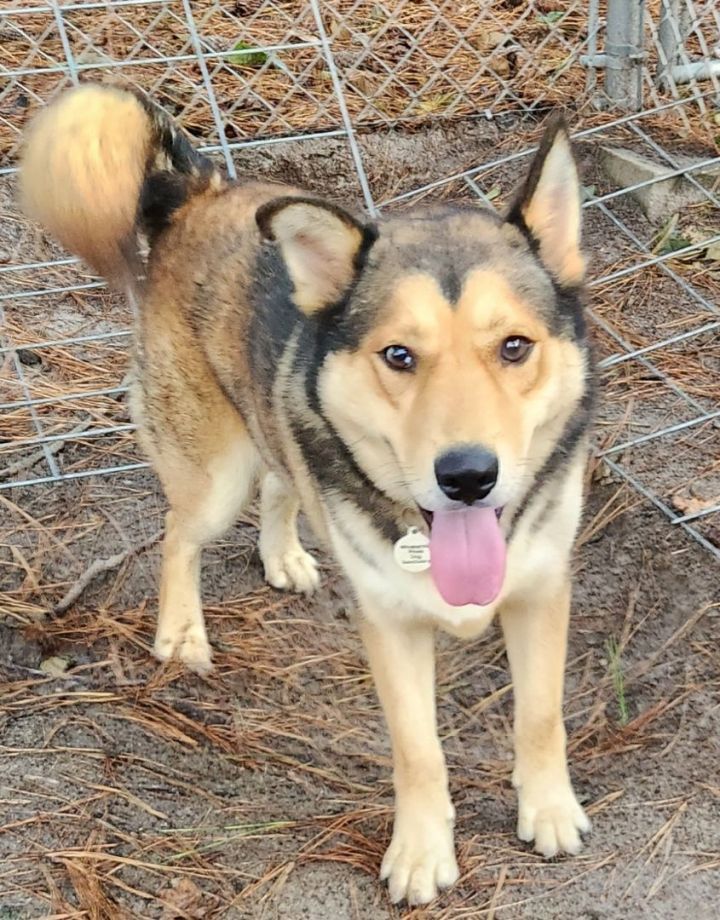Boomer, an adoptable Husky & German Shepherd Dog Mix in Bethel, CT_image-6