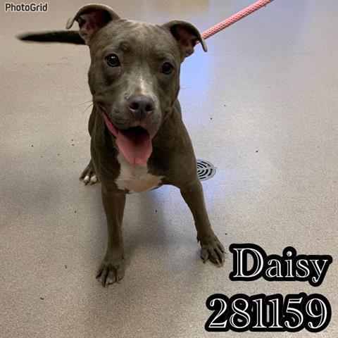 DAISY 1